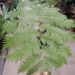 AUSTRALIAN TREE FERN CYATHEA COOPERI