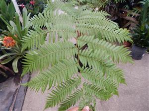 AUSTRALIAN TREE FERN CYATHEA COOPERI