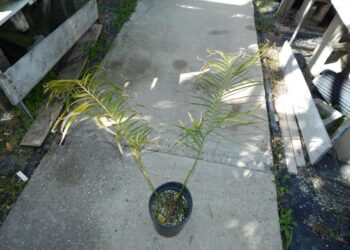 CYCAS GUIZHOUENSIS