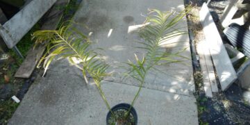 CYCAS GUIZHOUENSIS