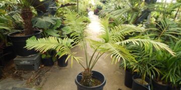 CYCAS NEOCALEDONICA AKA CYCAS SEEMANNII