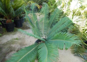 CYCAS PANZHIHUAENSIS – A SPECIMEN CYCAD WHEN MATURE