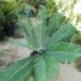 CYCAS PANZHIHUAENSIS – A SPECIMEN CYCAD WHEN MATURE
