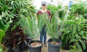 CYCAS PANZHIHUAENSIS RARE GREEN CHINESE CYCAD EXCELLENT COLD HARDINESS
