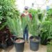 CYCAS PANZHIHUAENSIS RARE GREEN CHINESE CYCAD EXCELLENT COLD HARDINESS