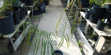 CYCAS PANZHIHUAENSIX X C. DEBAOENSIS