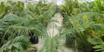 CYCAS REVOLUTA X CYCAS DEBAOENSIS