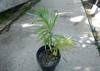 CYCAS SCHUMANNIANA – GREEN CYCAD FROM NEW GUINEA