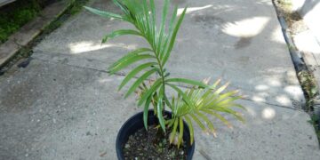 CYCAS SCHUMANNIANA – GREEN CYCAD FROM NEW GUINEA