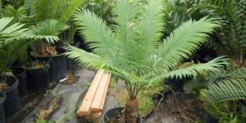 CYCAS THOUARSII GREEN MEDIUM SIZED CYCAD
