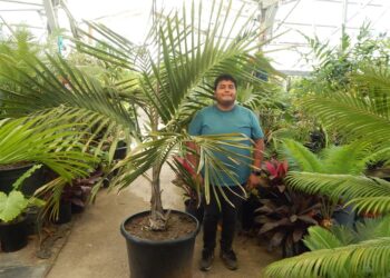 CYPHOPHOENIX ELEGANS SLENDER & MEDIUM SIZED PALM FROM NEW CALEDONIA