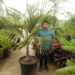 CYPHOPHOENIX ELEGANS SLENDER & MEDIUM SIZED PALM FROM NEW CALEDONIA