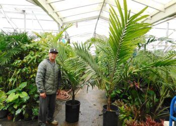 CYPHOPHOENIX NUCELE RARE PALM FROM NEW CALEDONIA