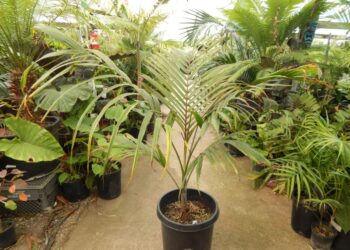 DICTYOSPERMA ALMBUM RUBRUM THE PRINCESS OR HURRICANE PALM