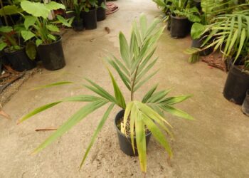 DICTYOSPERMA FURFURACEUM NOW KNOWN AS DICTYOSPERMA ALBUM VARIETY CONJUGATUM