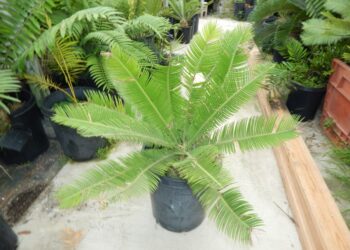DIOON EDULE