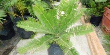 DIOON EDULE