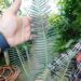 DIOON EDULE BLUE QUERETERO VARIETY