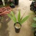 DIOON SPECIES “RIO VERDE” MEXICAN CYCAD WITH LONG LEAVES