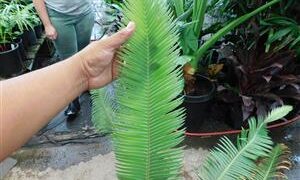 DIOON HOLMGRENII RARE MEXICAN DIOON CYCAD
