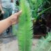 DIOON HOLMGRENII RARE MEXICAN DIOON CYCAD