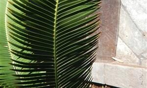 DIOON HOLMGRENII RARE MEXICAN DIOON CYCAD