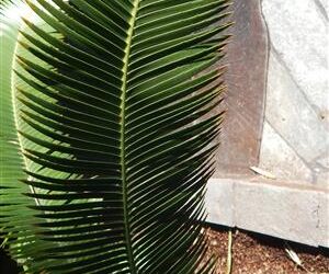 DIOON HOLMGRENII RARE MEXICAN DIOON CYCAD