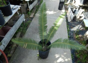 DIOON HOLMGRENII