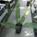 DIOON HOLMGRENII