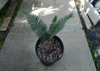 DIOON EDULE VARIETY JACALA HIDALGO