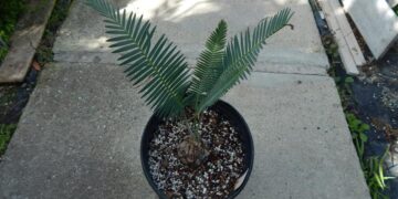 DIOON EDULE VARIETY JACALA HIDALGO