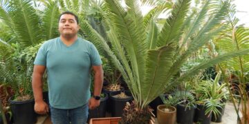 DIOON MEROLAE DROP DEAD GORGEOUS CYCAD FROM CHIAPAS, MEXICO