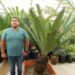 DIOON MEROLAE DROP DEAD GORGEOUS CYCAD FROM CHIAPAS, MEXICO