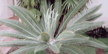 DIOON PURPUSII