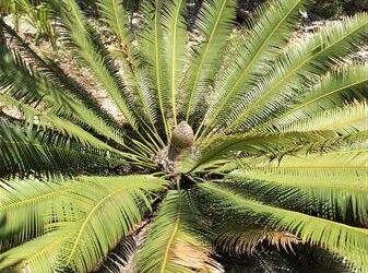 DIOON MEROLAE SLOW GROWING SMALL TO MEDIUM SIZED CYCAD