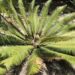 DIOON MEROLAE SLOW GROWING SMALL TO MEDIUM SIZED CYCAD