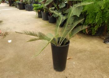 DIOON PURPUSII EXTREMELY RARE CYCAD FROM MEXICO