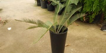 DIOON PURPUSII EXTREMELY RARE CYCAD FROM MEXICO