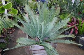 DIOON EDULE BLUE QUERETERO VARIETY