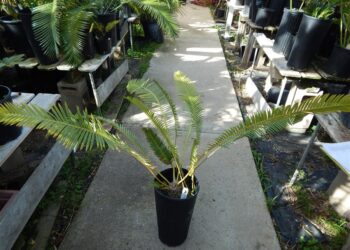 DIOON EDULE VARIETY QUERETARO