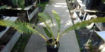 DIOON EDULE VARIETY QUERETARO