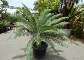 DIOON SPINULOSUM