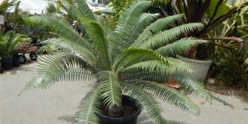 DIOON SPINULOSUM
