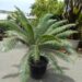 DIOON SPINULOSUM