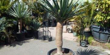 DRACENA DRACO