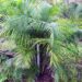 DYPSIS ALBOFARINOSA CLUMPING MADAGASCAR PALM WHITE CROWN SHAFTS – VERY RARE