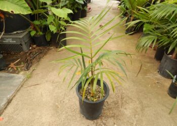 DYPSIS ARENARUM THE SAND PALM – ANOTHER RARE DYPSIS SPECIES