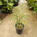 DYPSIS ARENARUM THE SAND PALM – ANOTHER RARE DYPSIS SPECIES