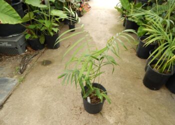 DYPSIS BARONII SUCKERING MEDIUM SIZED MADAGASCAR PALM