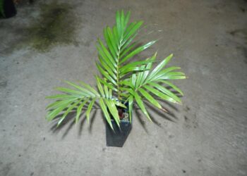 DYPSIS LASTELLIANA ANOTHER RED AND FUZZY CROWN SHAFTED PALM